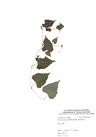 藏品(黑果馬跤兒)的圖片